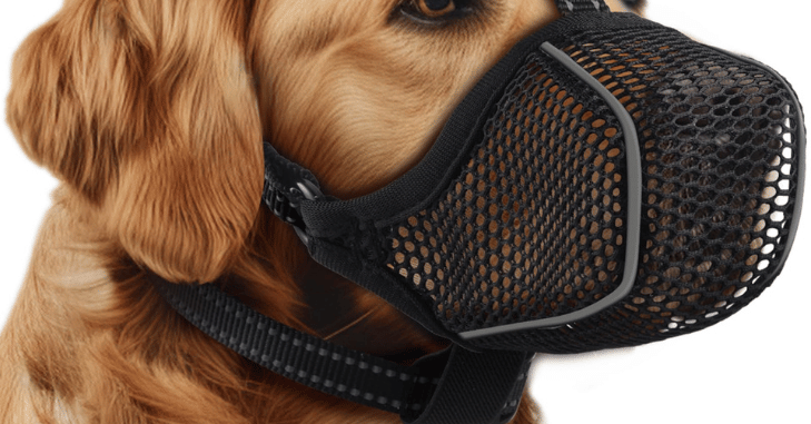 Owner fitting a muzzle on a calm dog