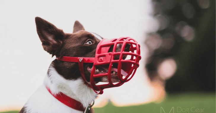 Dog wearing a soft muzzle while on a lead