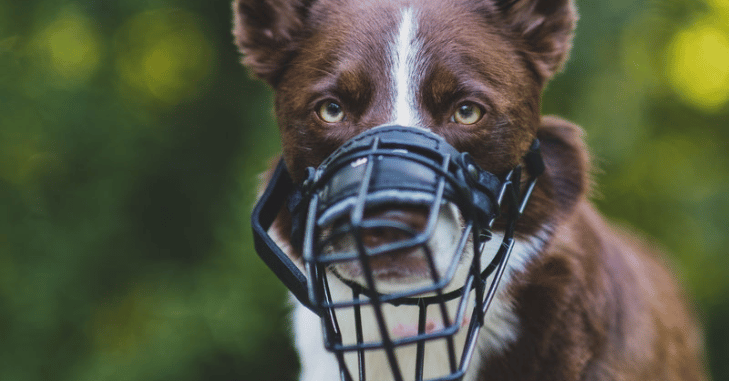 Basket muzzle displayed on a table