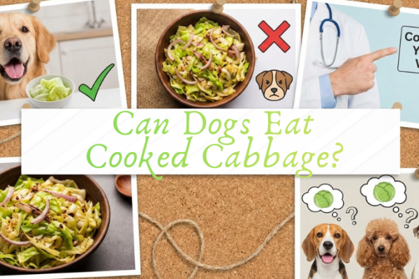 Can Dogs Eat Cooked Cabbage? Understanding Benefits, Potential Side Effects, and How to Serve It Properly